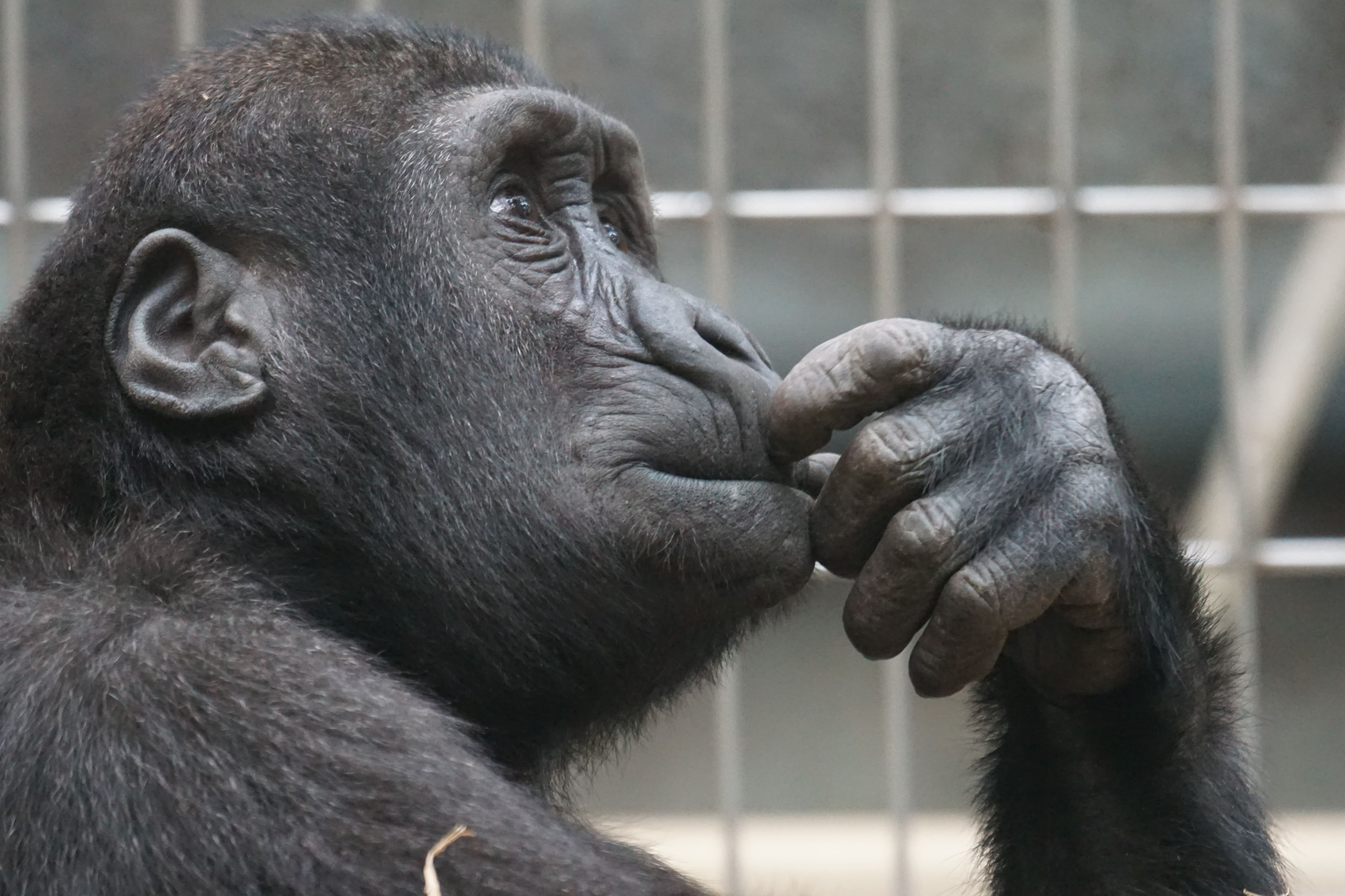 Ученые выяснили, что шимпанзе могут накапливать знания