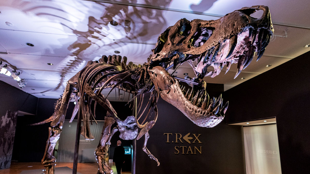 Раскрыта тайна тираннозавра Стэна стоимостью 31,8 млн долларов 
