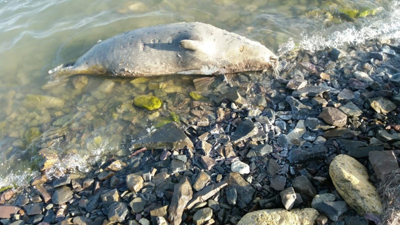 Количество мертвых тюленей в Мангистауской области продолжает расти