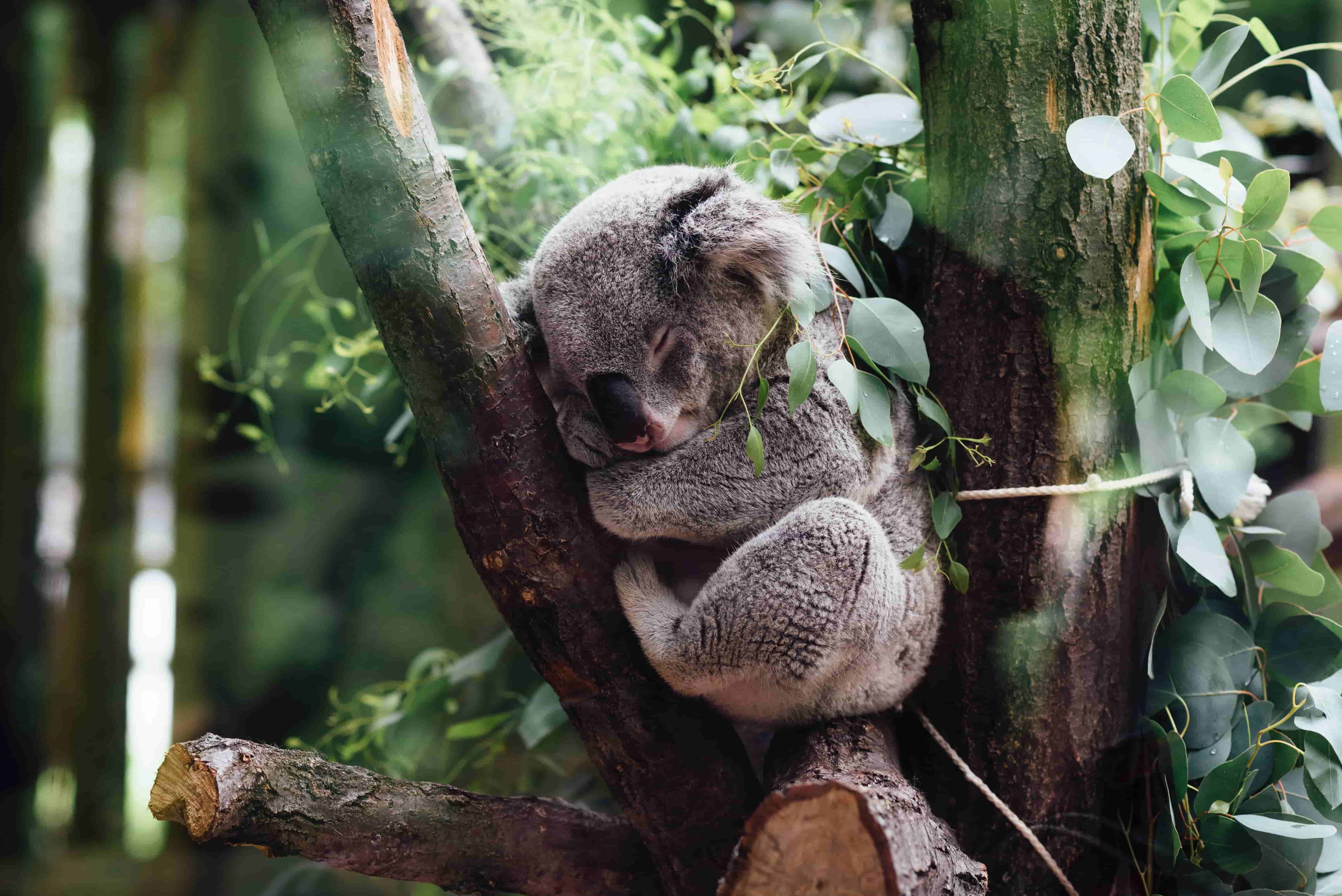 Австралия намерена остановить кризис вымирания млекопитающих в стране 