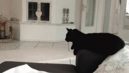 Проверим твою логику! Когда чёрной кошке лучше всего пробраться в дом?