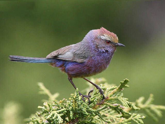 Попробуй угадать название  птицы по её внешнему виду. Фото: Геннадий Дякин
